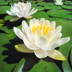 Water Lily Painting